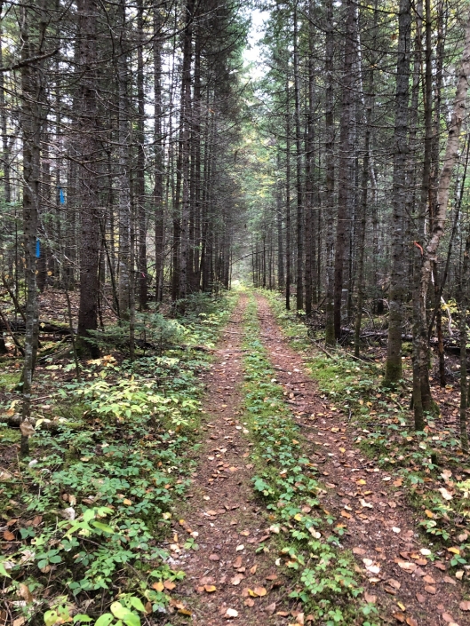 Pourvoirie Lac Dumoulin — photo 4